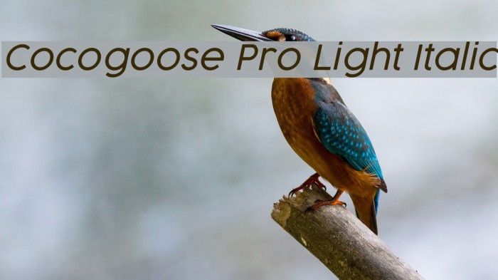 Cocogoose Pro Light Italic Font examples