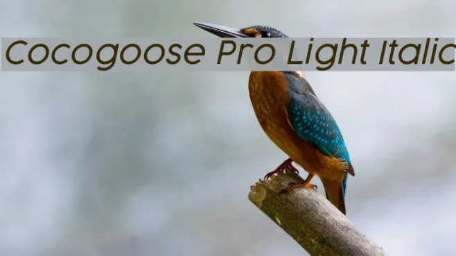 Cocogoose Pro Light Italic Example 1