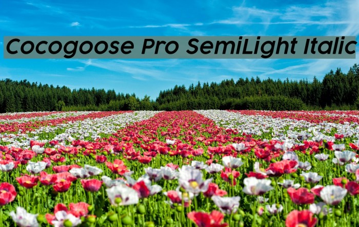 Cocogoose Pro SemiLight Italic Font examples