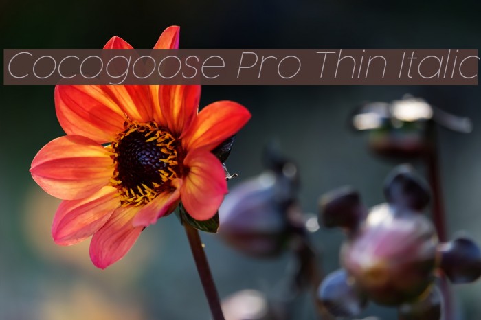 Cocogoose Pro Thin Italic Font examples