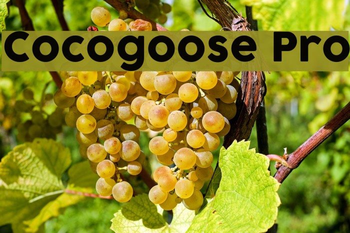 Cocogoose Pro Example 2