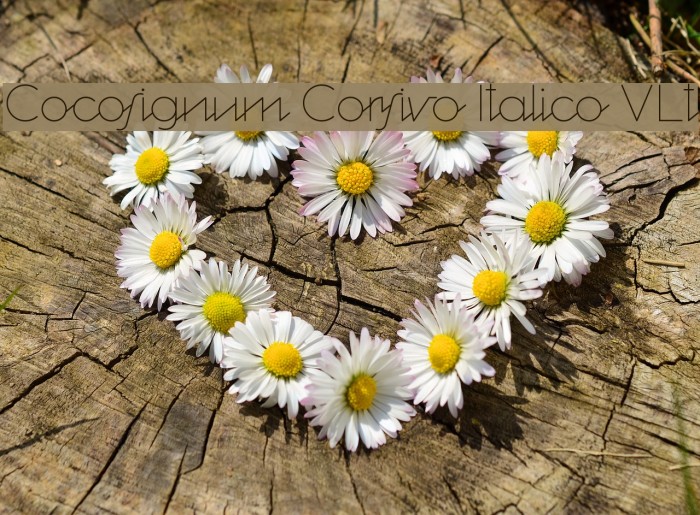 Cocosignum Corsivo Italico ULt Font examples