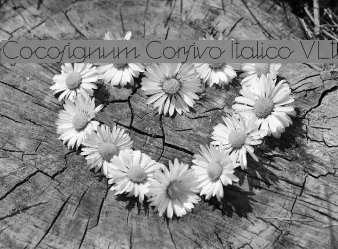 Cocosignum Corsivo Italico ULt Fonte examples