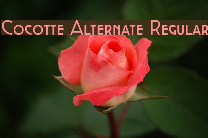 Cocotte Alternate Regular Font examples