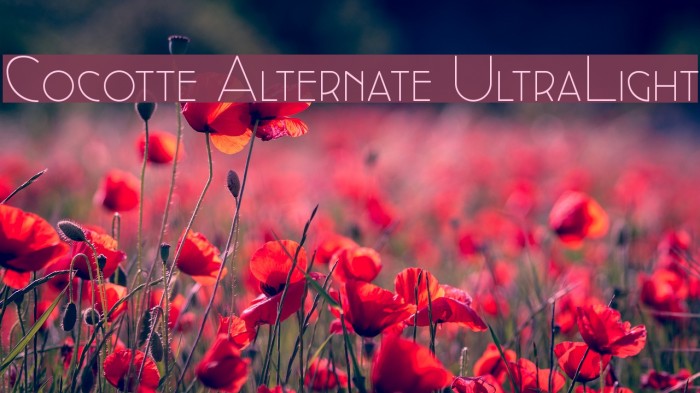 Cocotte Alternate UltraLight Example 1