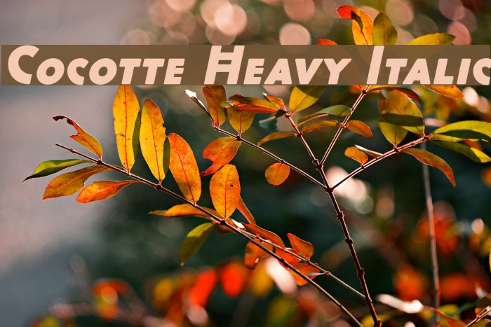 Cocotte Heavy Italic Example 2