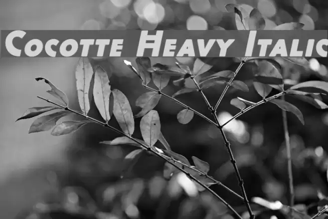 Cocotte Heavy Italic Font examples