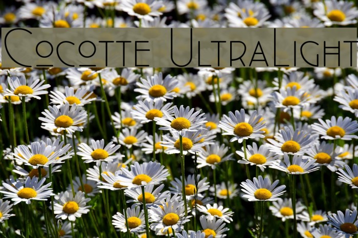 Cocotte UltraLight Example 1