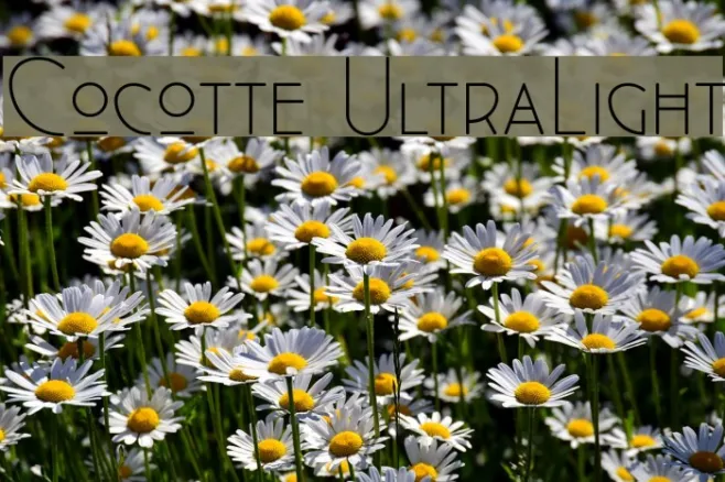 Cocotte UltraLight Example 1