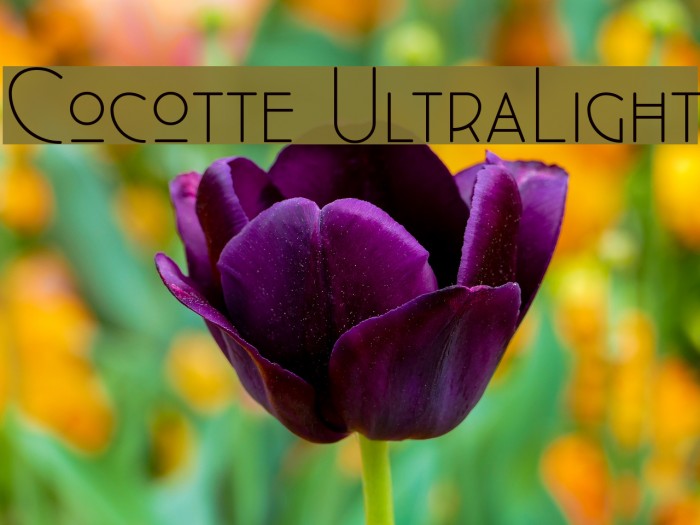 Cocotte UltraLight Example 2