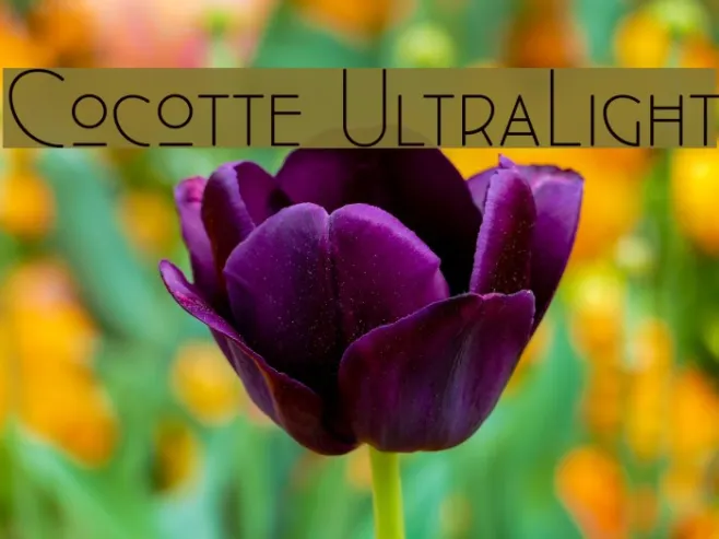 Cocotte UltraLight Example 2