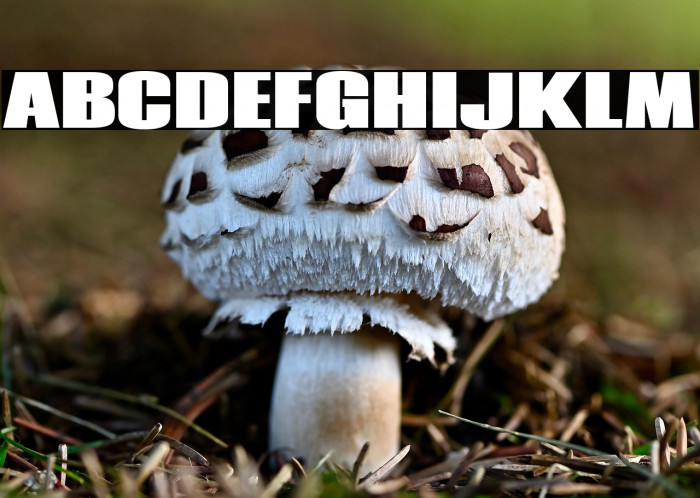 Coda Heavy Example 2