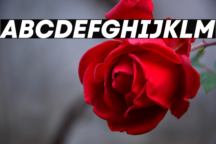 Code Next ExtraBold Italic Example 2