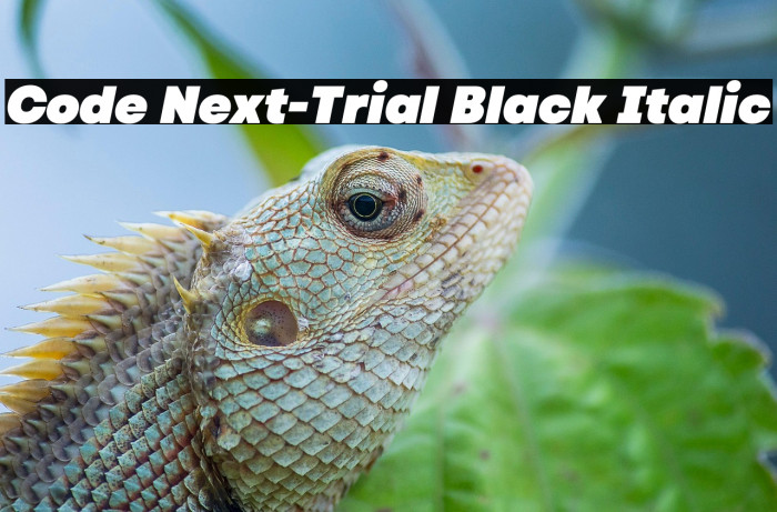 Code Next-Trial Black Italic Example 2