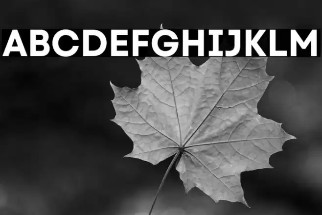 Code Next-Trial Bold Font examples