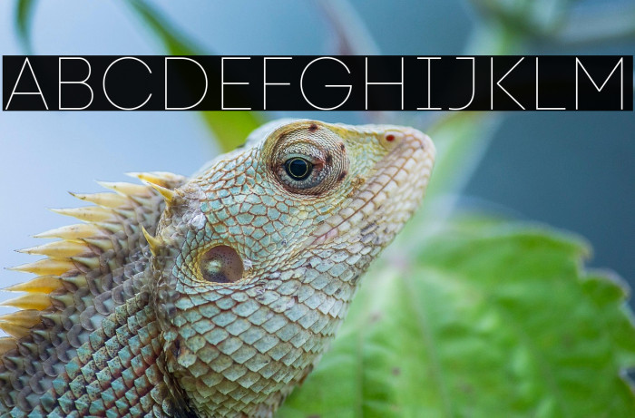 Code Next-Trial Hairline Example 1