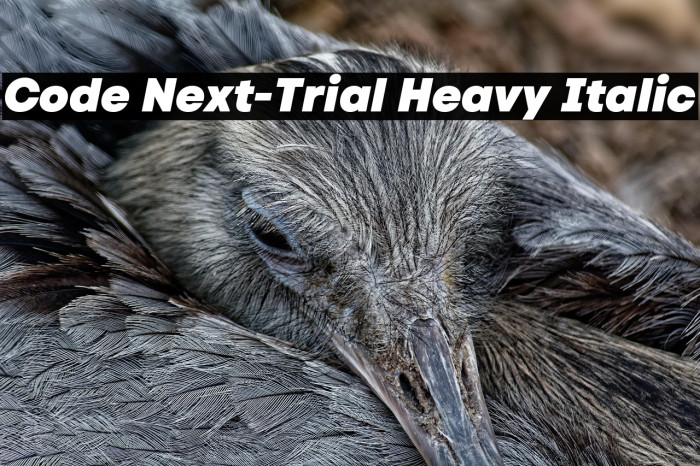 Code Next-Trial Heavy Italic Example 2