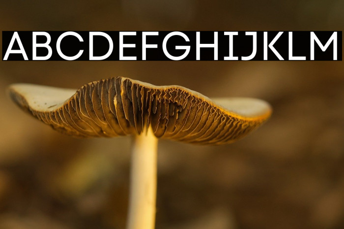 Code Next-Trial Regular Example 2