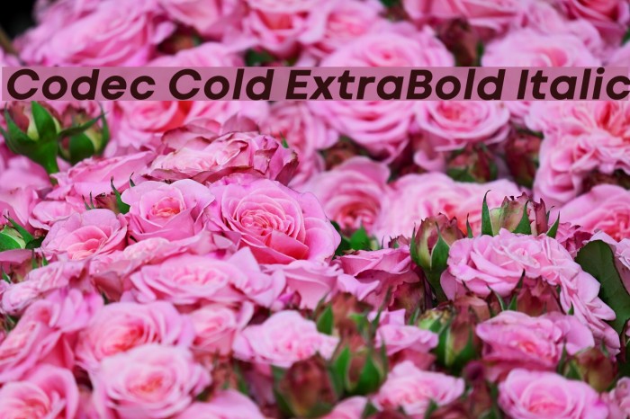 Codec Cold ExtraBold Italic Example 2