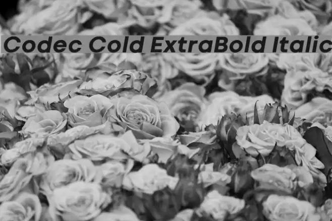 Codec Cold ExtraBold Italic Font examples