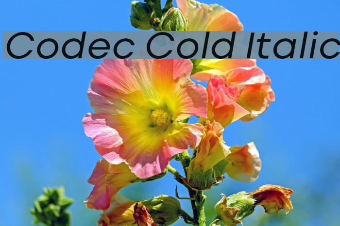 Codec Cold Italic Example 2