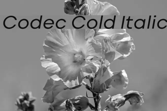 Codec Cold Italic Font examples