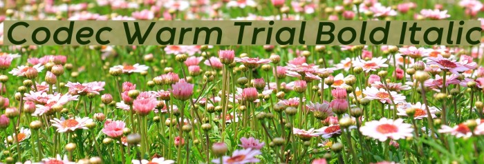 Codec Warm Trial Bold Italic Font examples