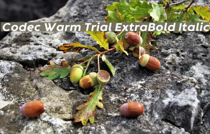 Codec Warm Trial ExtraBold Italic Font examples