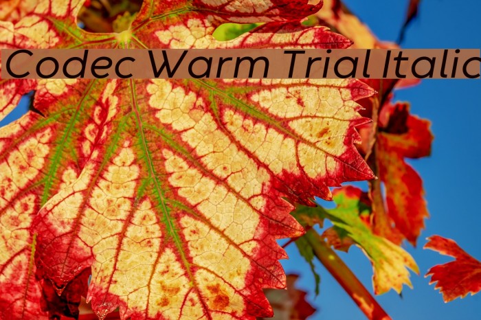 Codec Warm Trial Italic Font examples