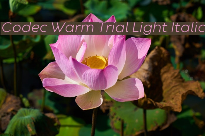 Codec Warm Trial Light Italic Font examples