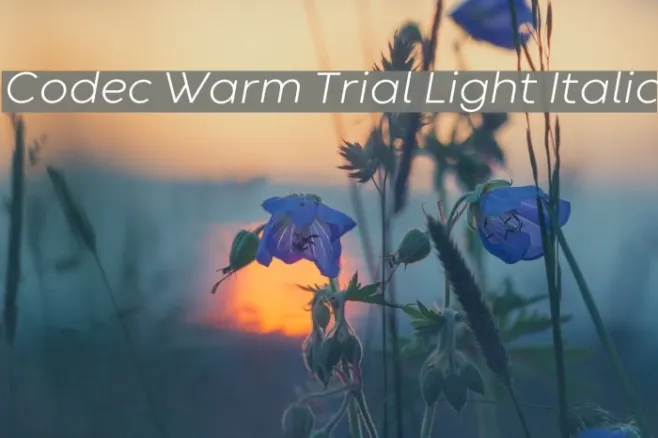 Codec Warm Trial Light Italic Example 3