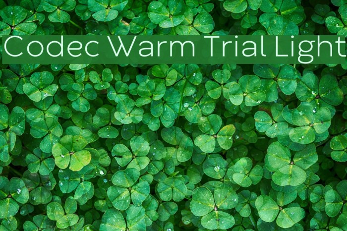 Codec Warm Trial Light Font examples