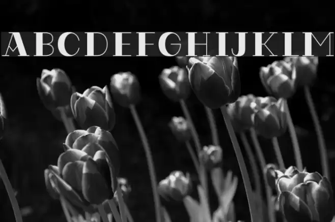 CodianOctoberEight Font examples
