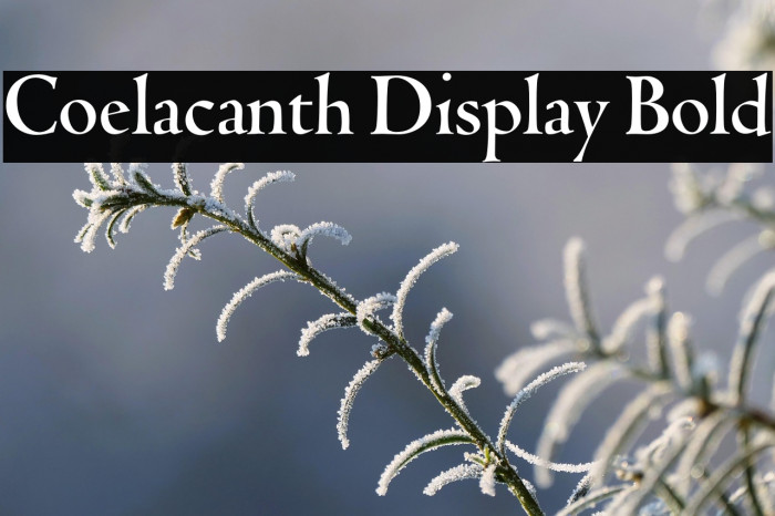 Coelacanth Display Bold Example 1