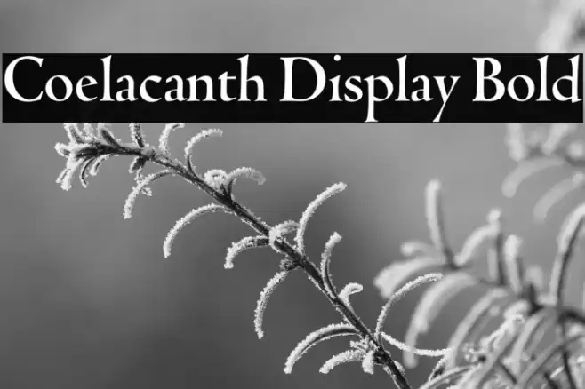 Coelacanth Display Bold خط examples