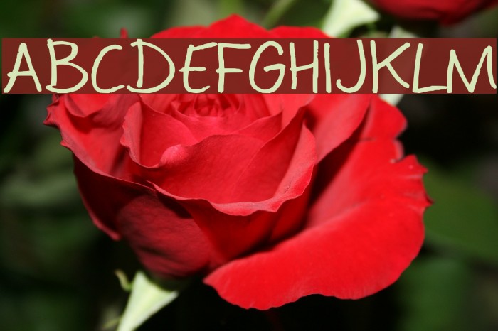 CoertSchriftRomaans Font examples