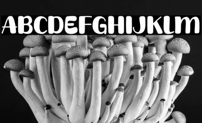 Coffee Normal Font examples