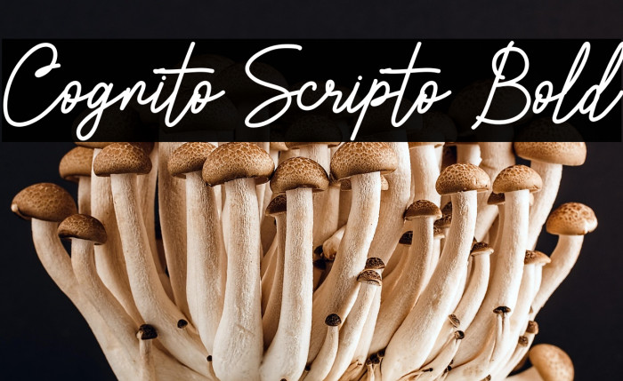 Cognito Scripto Bold Example 1