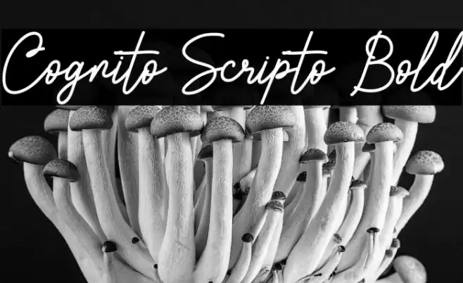 Cognito Scripto Bold Font examples