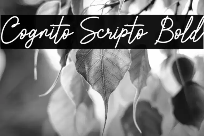 Cognito Scripto Bold Font examples