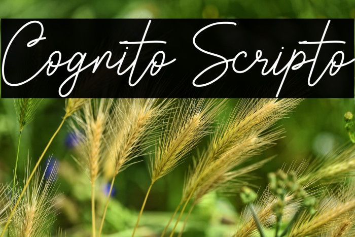 Cognito Scripto Example 1