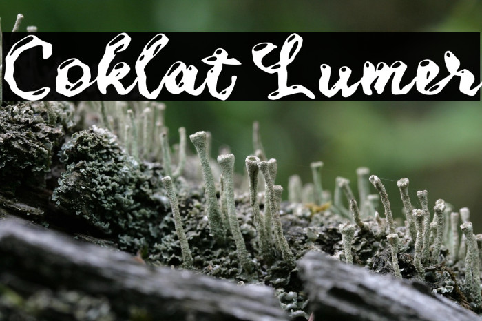 Coklat Lumer Example 2