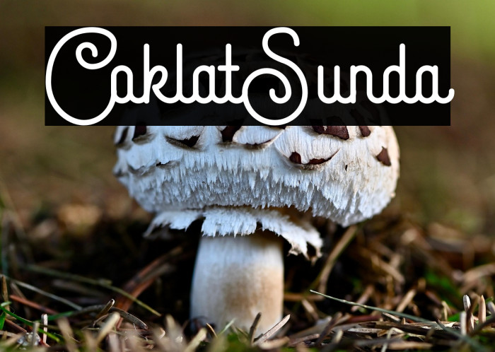 Coklat Sunda Example 1