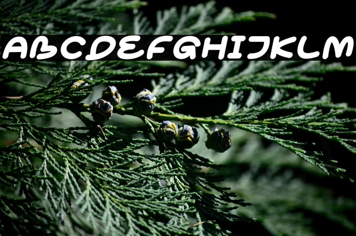 Cokobar Italic Example 1