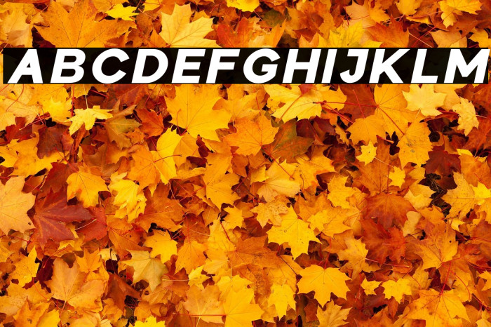 Colasta Black Italic Example 1