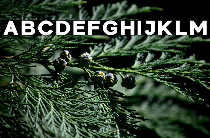 Colasta Black Example 3