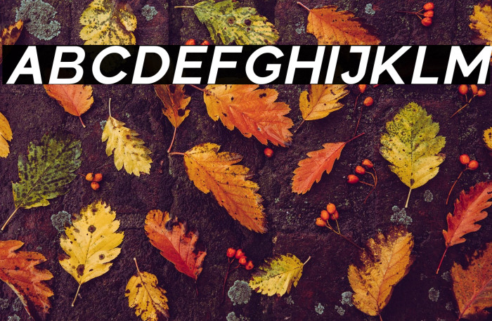 Colasta Bold Italic Example 3