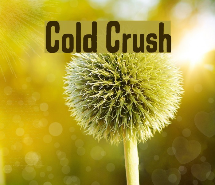 Cold Crush Font examples