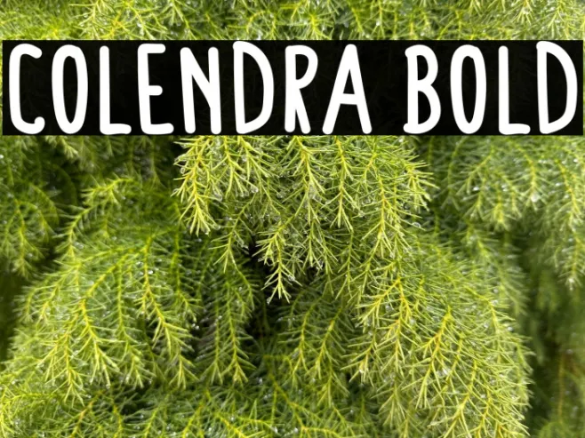 Colendra Bold Example 3