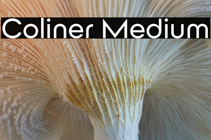 Coliner Medium Example 3